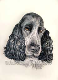 Dessin de Bakie, portrait canin au crayon de couleur